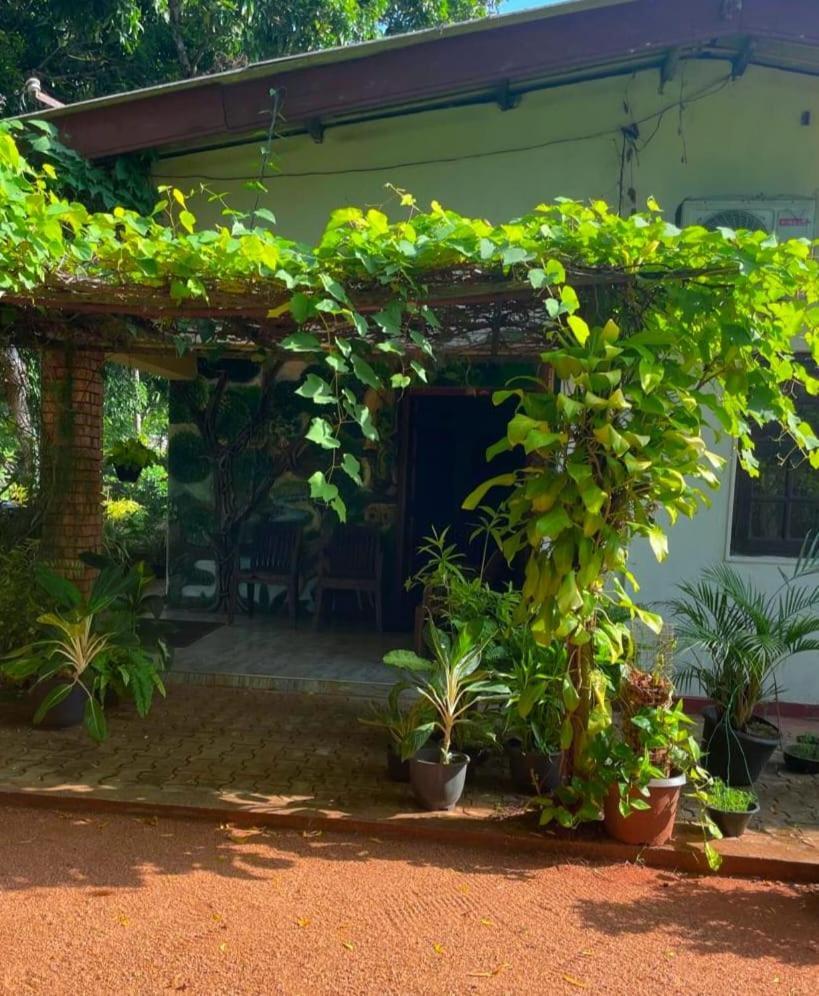 Olivia Homestay Anuradhapura Exteriör bild