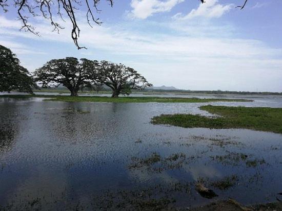 Olivia Homestay Anuradhapura Exteriör bild