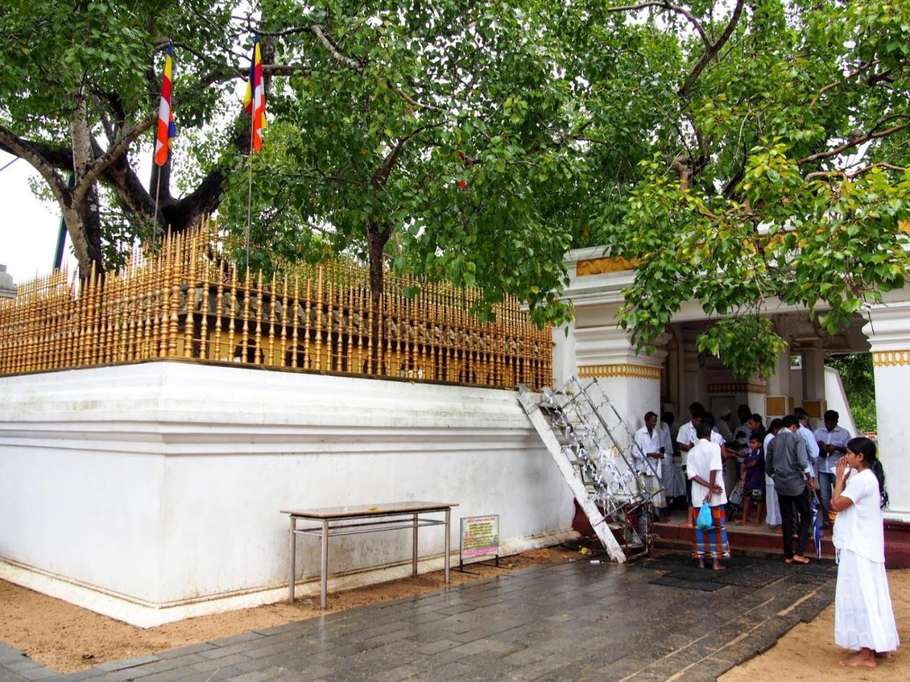 Olivia Homestay Anuradhapura Exteriör bild
